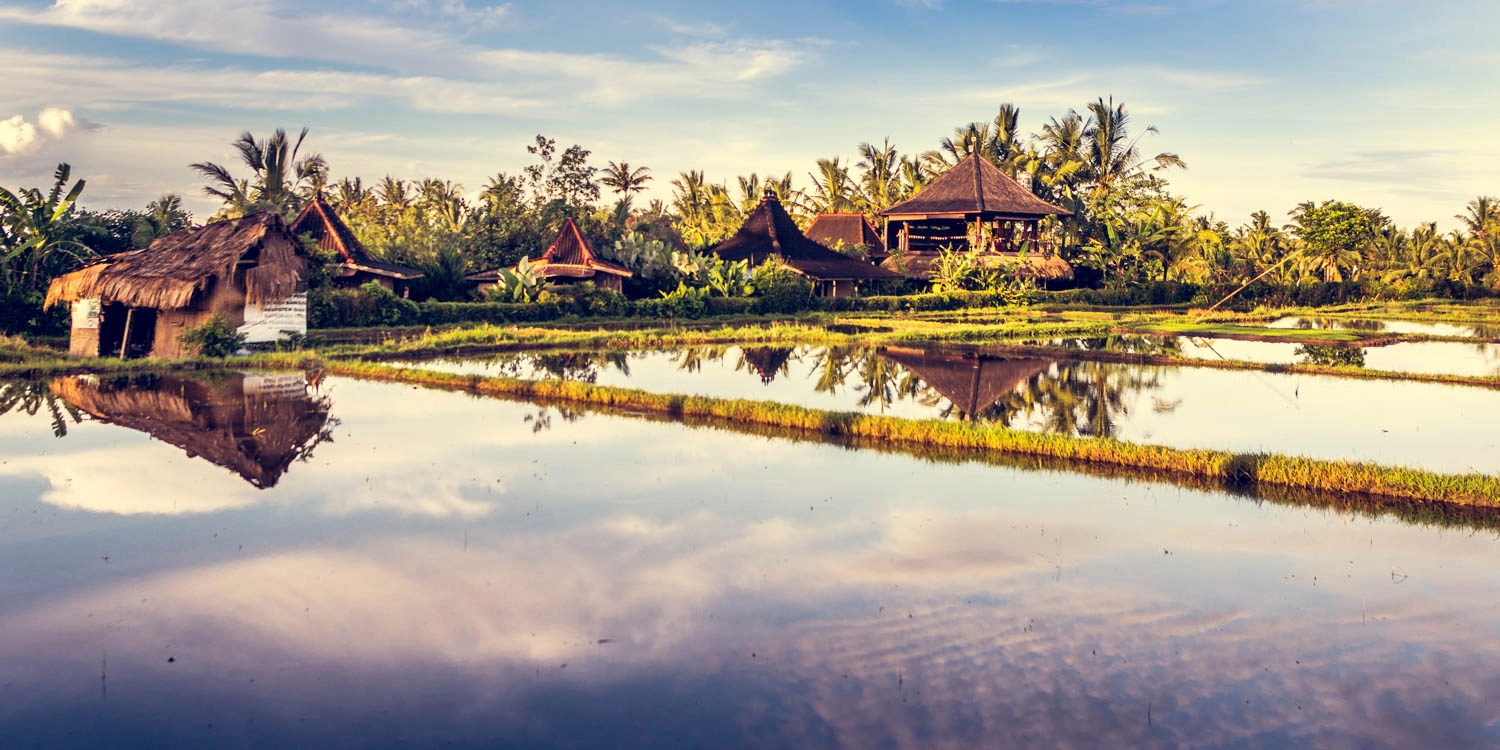 Rice fields surrounding Dragonfly Village, Ubud, Bali
